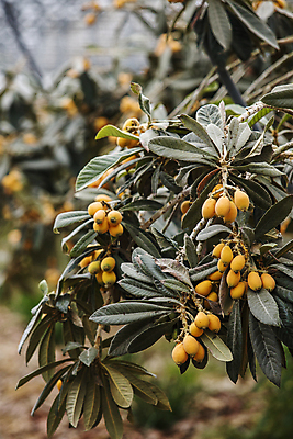 포토 JPG 주간 열매 과일 실내 사람없음 아웃포커스 전라남도 비닐하우스 완도 비파나무 국내포토 자연요소 나무 식물 농업 촬영기법 내부 전라도 파일형식