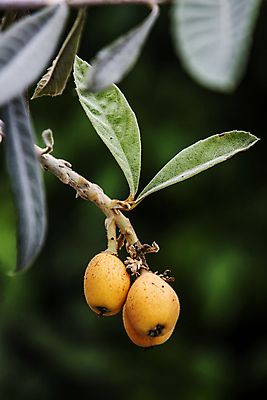 포토 JPG 주간 열매 잎 과일 사람없음 야외 아웃포커스 전라남도 완도 비파나무 국내포토 자연요소 나무 식물 촬영기법 전라도 파일형식