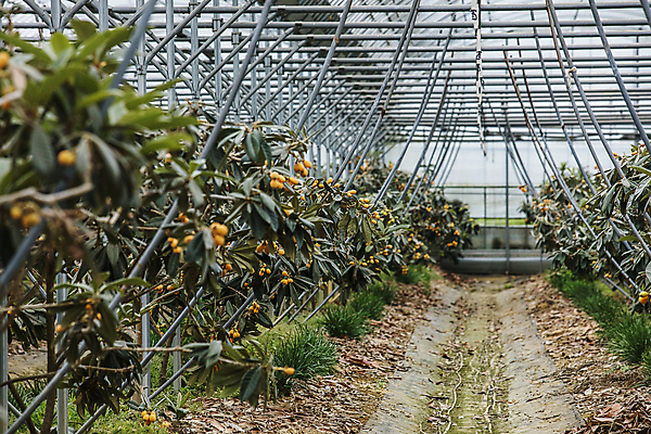 포토 JPG 주간 열매 과일 실내 사람없음 전라남도 비닐하우스 완도 비파나무 국내포토 자연요소 나무 식물 농업 내부 전라도 파일형식