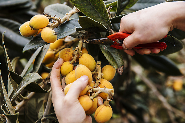 포토 JPG 주간 손 열매 과일 야외 아웃포커스 신체부위 수확 잡기 자르기 전라남도 완도 정원가위 비파나무 국내포토 자연요소 나무 식물 농업 모션 가위_도구 촬영기법 사람 전라도 파일형식