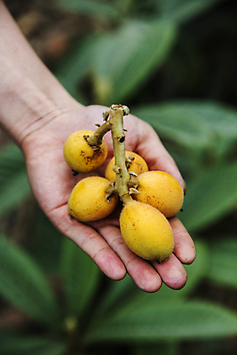 포토 JPG 주간 손 열매 잎 과일 들기 야외 아웃포커스 신체부위 전라남도 완도 비파나무 국내포토 자연요소 나무 식물 모션 촬영기법 사람 전라도 파일형식