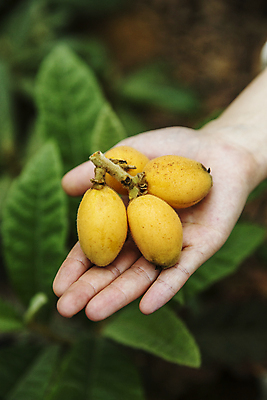 포토 JPG 주간 손 열매 잎 과일 들기 야외 아웃포커스 신체부위 전라남도 완도 비파나무 국내포토 자연요소 나무 식물 모션 촬영기법 사람 전라도 파일형식