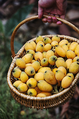 포토 JPG 주간 손 열매 과일 들기 야외 아웃포커스 신체부위 바구니 전라남도 가득함 담기 완도 비파나무 국내포토 자연요소 나무 식물 모션 촬영기법 사람 전라도 파일형식