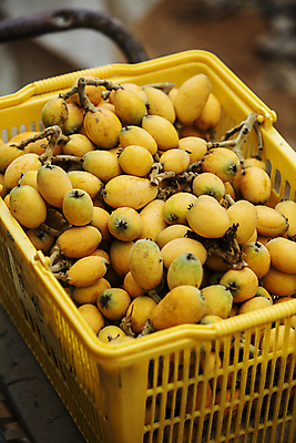 포토 JPG 주간 열매 과일 사람없음 야외 아웃포커스 전라남도 가득함 담기 완도 플라스틱박스 비파나무 국내포토 자연요소 나무 식물 모션 촬영기법 상자 전라도 파일형식