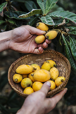 포토 JPG 주간 손 열매 과일 들기 야외 신체부위 바구니 수확 전라남도 과일따기 완도 비파나무 국내포토 자연요소 나무 식물 농업 모션 사람 전라도 파일형식