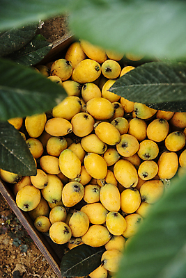 포토 JPG 주간 열매 잎 과일 사람없음 야외 소프트포커스 나무상자 전라남도 가득함 담기 완도 비파나무 국내포토 자연요소 나무 식물 모션 촬영기법 상자 전라도 파일형식