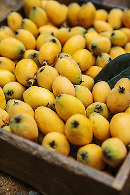 포토 JPG 주간 열매 잎 과일 사람없음 야외 나무상자 전라남도 가득함 담기 완도 비파나무 국내포토 자연요소 나무 식물 모션 상자 전라도 파일형식