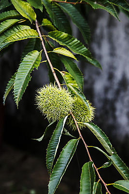 포토 JPG 주간 나뭇잎 사람없음 야외 밤송이 경상북도 밤나무 영주 국내포토 자연요소 나무 잎 밤_견과류 경상도 파일형식