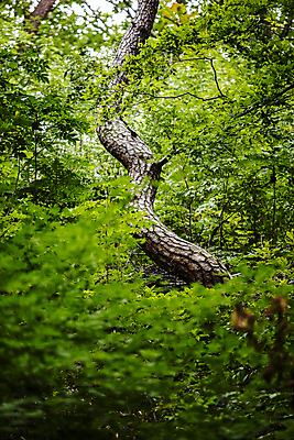 포토 JPG 주간 자연 사람없음 야외 소나무 숲 경상북도 영주 국내포토 자연요소 나무 경상도 생태계 파일형식