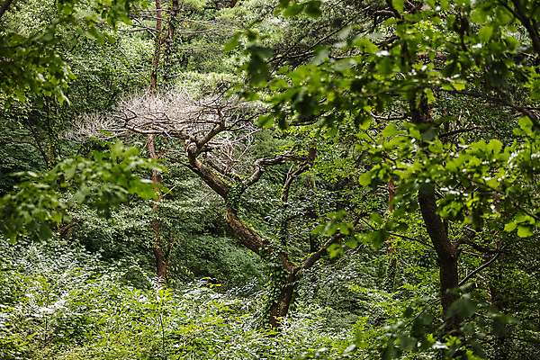 포토 JPG 주간 나무 자연 사람없음 야외 소나무 숲 경상북도 영주 국내포토 자연요소 식물 경상도 생태계 파일형식