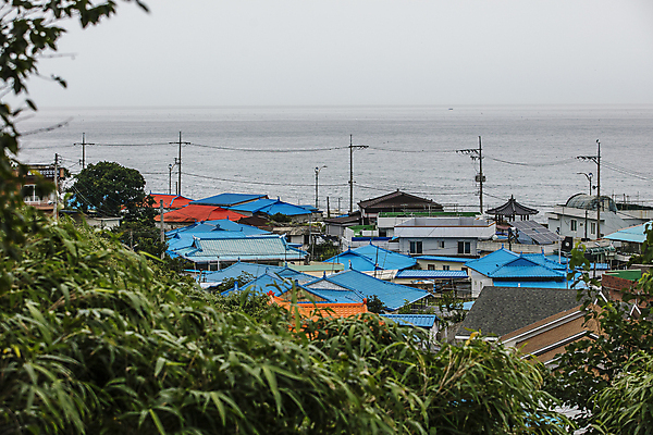 포토 JPG 주간 나무 바다 주택 사람없음 야외 경상북도 어촌 동해 주택가 울진 국내포토 자연요소 식물 한국 건물 시골 경상도 파일형식