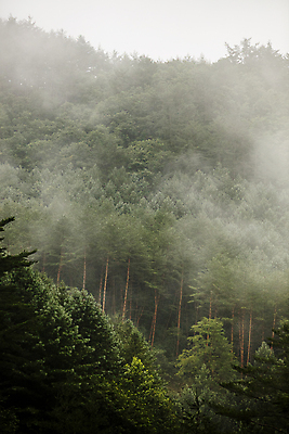 포토 JPG 주간 자연 산 풍경 사람없음 야외 안개 소나무 숲 경상북도 울진 국내포토 자연요소 나무 날씨 경상도 생태계 파일형식
