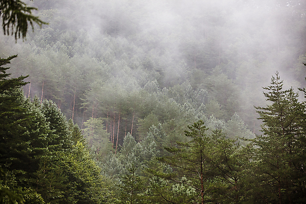 포토 JPG 주간 자연 사람없음 야외 안개 소나무 숲 경상북도 울진 국내포토 자연요소 나무 날씨 경상도 생태계 파일형식