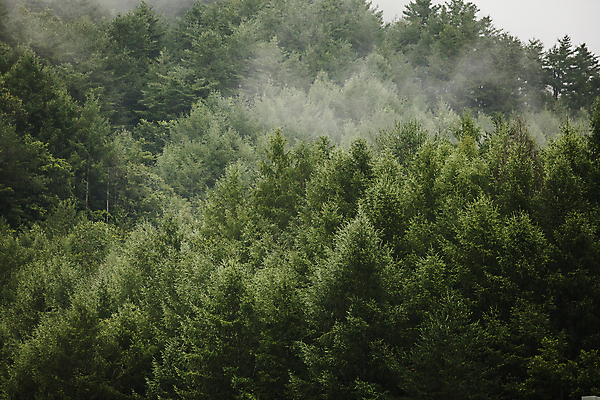 포토 JPG 주간 자연 산 사람없음 야외 안개 소나무 숲 경상북도 울진 국내포토 자연요소 나무 날씨 경상도 생태계 파일형식