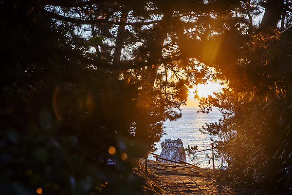 포토 JPG 주간 나무 풍경 해변 사람없음 야외 햇빛 일출 숲 강원도 동해 동해시 국내포토 자연요소 식물 바다 한국 태양 노을 파일형식