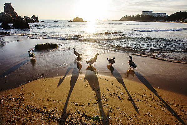 포토 JPG 주간 여러마리 오리 풍경 해변 사람없음 야외 햇빛 일출 강원도 동해 촛대바위_강원도 동해시 국내포토 자연요소 바다 다수 조류 한국 태양 노을 바위_돌 파일형식