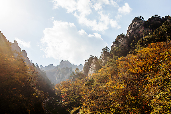 포토 JPG 주간 구름 단풍 하늘 단풍나무 풍경 사람없음 야외 햇빛 가을 숲 강원도 설악산 양양군 국내포토 자연요소 나무 계절 잎 산 한국 태양 인제 파일형식