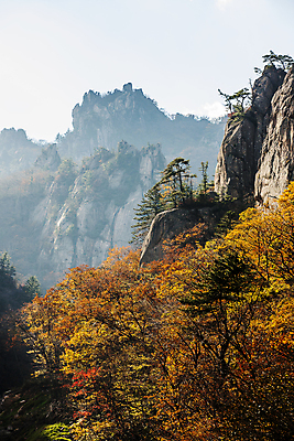 포토 JPG 주간 단풍 단풍나무 바위산 풍경 사람없음 야외 가을 숲 강원도 설악산 양양군 국내포토 자연요소 나무 계절 잎 산 한국 돌산 인제 파일형식