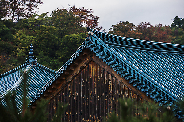 포토 JPG 주간 나무 풍경 사람없음 야외 강원도 기와지붕 낙산사 양양군 국내포토 자연요소 식물 지붕 한국 기와 사찰 양양 파일형식