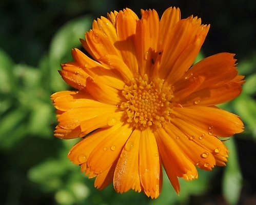 포토 JPG 해외이미지 식물 라이프스타일 계절 꽃잎 꽃 행복 줄기 백그라운드 잎 꽃무늬 패턴 밭 오렌지 자연 사람없음 빨간색 초록색 여름 햇빛 태양 뷰티 약 노란색 머리 정원 봄 활발 벚꽃 꽃술 침대 화려 이슬 허브 싱글 질감 데이지 금잔화 꽃수술 해외포토 자연요소 감정 컬러 가구 컨셉 무늬 농업 과일 의학 생활 신체부위 생태계 파일형식 이미지허브