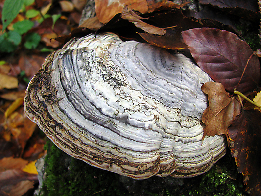 포토 JPG 해외이미지 식물 잎 자연 사람없음 목재 버섯 독약 이슬 해외포토 나무 재료 생태계 파일형식 이미지허브