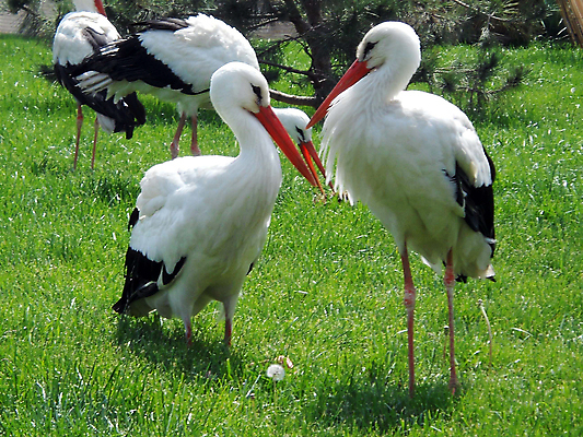 포토 JPG 해외이미지 공원 자연 사람없음 도시 이슬람교 모스크 우즈베키스탄 황새 해외포토 공공시설 종교 조류 생태계 중앙아시아 파일형식 이미지허브
