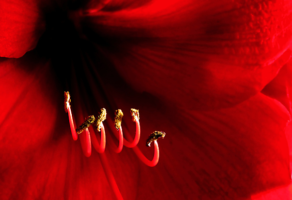 포토 JPG 해외이미지 식물 꽃잎 꽃 줄기 크리스마스 꽃무늬 전구 사람없음 빨간색 젖음 닫기 꽃가루 해외포토 기념일 컬러 무늬 모션 가루 파일형식 이미지허브