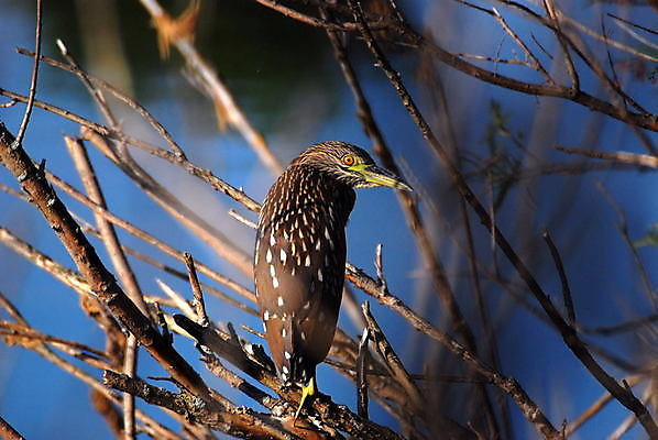 포토 JPG 해외이미지 동물 야생동물 자연 조류 사람없음 왜가리 동물상 해외포토 조형물 생태계 파일형식 이미지허브