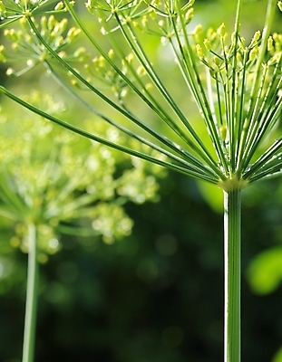 포토 JPG 해외이미지 식물 계절 꽃 줄기 백그라운드 잎 패턴 농업 채소 자연 추상 건강 씨앗 초원 사람없음 초록색 여름 뷰티 약 갈색 노란색 환경 정원 흙 활발 성장 벚꽃 시골 신선 개화 허브 향신료 유기농 생태계 부드러움 비타민 딜 밭일 채식주의자 회향 해외포토 웰빙 산업 컬러 컨셉 무늬 의학 감각 채식 영양소 향미료 파일형식 이미지허브