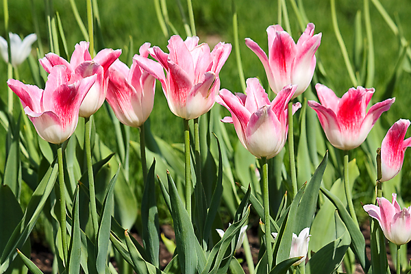 포토 JPG 해외이미지 모양 꽃 백그라운드 자연 사람없음 세트 뷰티 정원 봄 튤립 해외포토 식물 계절 생태계 파일형식 이미지허브