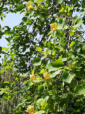 포토 JPG 해외이미지 나무 공원 자연 풍경 사람없음 여름 튤립 도시 우즈베키스탄 해외포토 식물 계절 공공시설 꽃 생태계 중앙아시아 파일형식 이미지허브