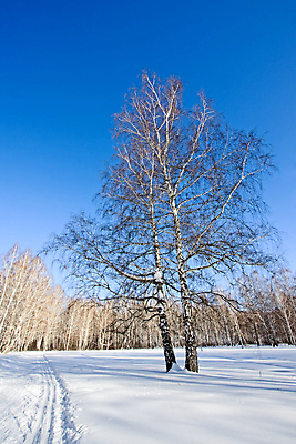 포토 JPG 해외이미지 계절 겨울 밭 자연 하늘 사람없음 파란색 뷰티 산책로 추위 숲 그림 서리 러시아 자작나무 해외포토 나무 유럽 길 컬러 농업 생태계 파일형식 이미지허브