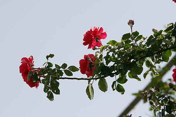 포토 JPG 해외이미지 나무 식물 계절 꽃 백그라운드 잎 자연 하늘 사람없음 야외 빨간색 초록색 여름 파란색 컬러풀 뷰티 장미 정원 봄 성장 벚꽃 묘사 원예 조경 블러 카피스페이스 해외포토 컬러 취미 공백 생태계 파일형식 이미지허브