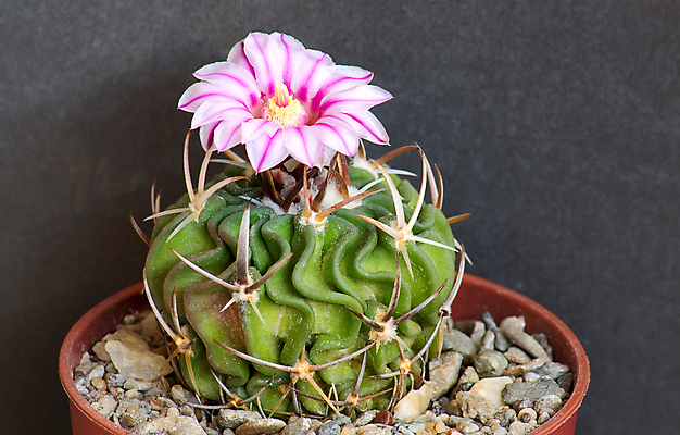 포토 JPG 해외이미지 식물 꽃 자연 선인장 사람없음 초록색 오브젝트 해외포토 컬러 생태계 파일형식 이미지허브