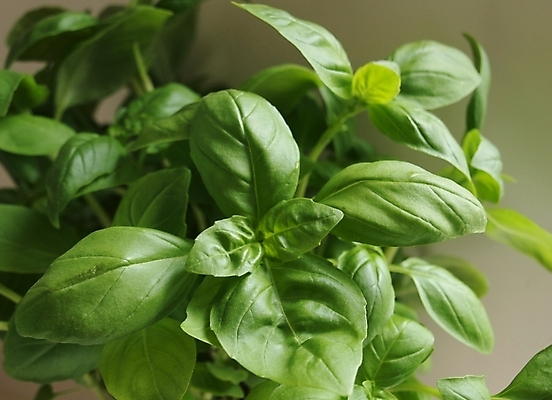 포토 JPG 해외이미지 식물 음식 줄기 잎 다이어트 채소 재료 주택 건강 요리 사람없음 장식 초록색 여름 주방 정원 봄 이탈리아 샐러드 신선 조미료 우아함 맛 냄비 다발 지중해 먹기 허브 향신료 묘사 유기농 생태계 냄새 아로마 향 바질 맛있는 페스토 해외포토 웰빙 계절 유럽 바다 컬러 컨셉 모션 건물 소스_음식 솥 향미료 파일형식 이미지허브