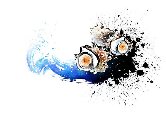 PSD 파도 바다 일러스트 식재료 캘리그라피 붓터치 세마리 사람없음 파란색 소라 해산물 번짐 참소라 국내일러스트 컬러 어패류 3 파일형식 효과