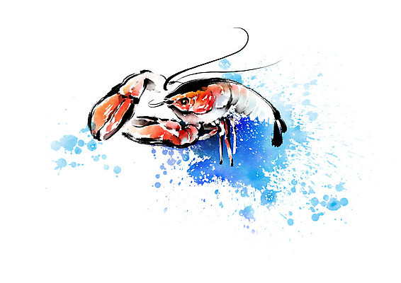 PSD 한마리 파도 바다 일러스트 식재료 캘리그라피 붓터치 갑각류 사람없음 빨간색 파란색 바닷가재 해산물 번짐 국내일러스트 동물 1 컬러 가재 파일형식 효과