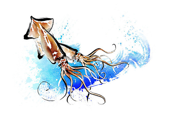 PSD 바다 두마리 일러스트 식재료 캘리그라피 붓터치 사람없음 파란색 해산물 오징어 번짐 국내일러스트 컬러 2 연체동물 수중동물 파일형식 효과