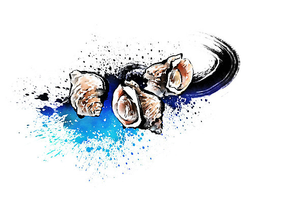 PSD 바다 일러스트 식재료 캘리그라피 붓터치 세마리 사람없음 파란색 노란색 소라 해산물 번짐 국내일러스트 컬러 어패류 3 파일형식 효과