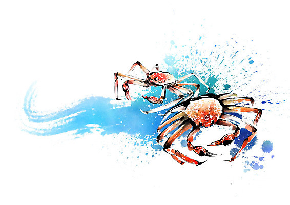 PSD 파도 바다 두마리 일러스트 식재료 캘리그라피 붓터치 갑각류 사람없음 빨간색 파란색 해산물 번짐 대게 국내일러스트 동물 컬러 2 게 파일형식 효과