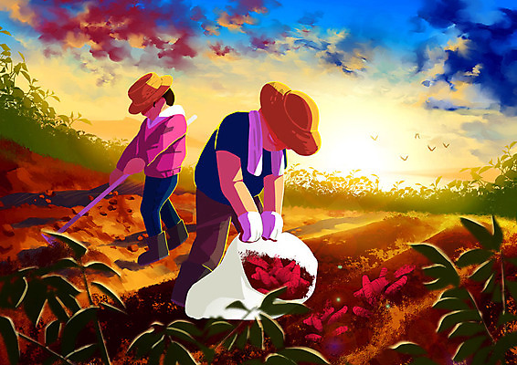 PSD 여자 남자 밭 일러스트 가족 협력 따뜻함 사람 성인 두명 농장 갈색 노란색 노을 수확 가족라이프 체험 고구마 주말농장 국내일러스트 자연요소 라이프스타일 컬러 컨셉 농업 관계 뿌리채소 파일형식