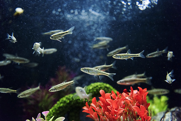 포토 JPG 여러마리 실내 어류 근접촬영 사람없음 수조 어항 민물고기 토종 금강모치 국내포토 뷰포인트 다수 내부 수중동물 파일형식