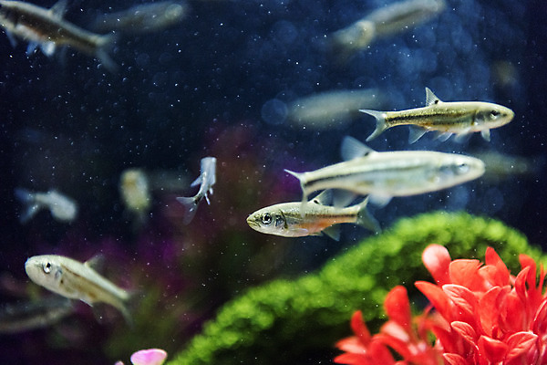 포토 JPG 여러마리 실내 어류 근접촬영 사람없음 수조 어항 민물고기 토종 금강모치 국내포토 뷰포인트 다수 내부 수중동물 파일형식