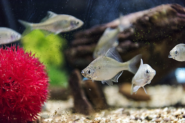 포토 JPG 여러마리 실내 어류 근접촬영 사람없음 수조 어항 민물고기 토종 큰납지리 국내포토 뷰포인트 다수 내부 수중동물 파일형식