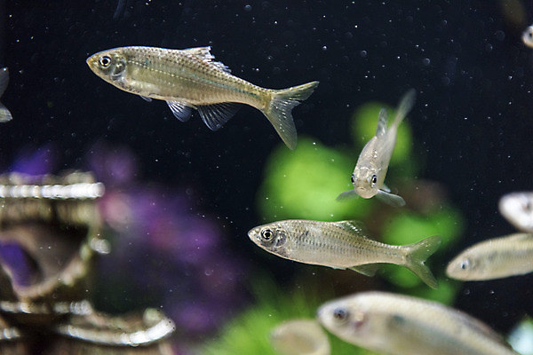 포토 JPG 여러마리 실내 어류 근접촬영 사람없음 수조 어항 민물고기 토종 줄납자루 국내포토 뷰포인트 다수 내부 수중동물 파일형식