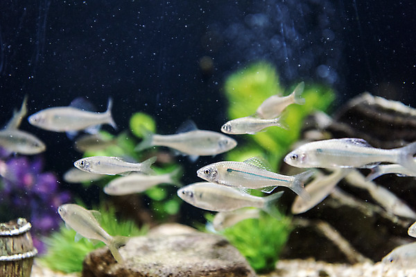 포토 JPG 여러마리 실내 어류 근접촬영 사람없음 수조 어항 민물고기 토종 줄납자루 국내포토 뷰포인트 다수 내부 수중동물 파일형식