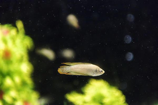 포토 JPG 여러마리 실내 어류 근접촬영 사람없음 수조 어항 민물고기 토종 버들붕어 국내포토 뷰포인트 다수 내부 수중동물 파일형식