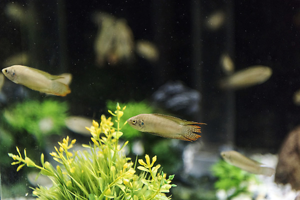 포토 JPG 여러마리 실내 어류 근접촬영 사람없음 수조 어항 민물고기 토종 버들붕어 국내포토 뷰포인트 다수 내부 수중동물 파일형식