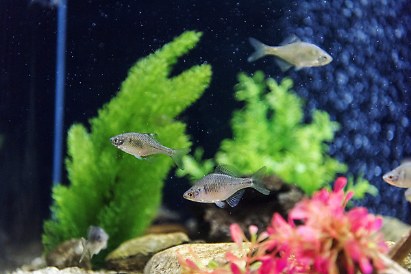 포토 JPG 여러마리 실내 어류 근접촬영 사람없음 수조 어항 민물고기 토종 흰줄납줄개 국내포토 뷰포인트 다수 내부 수중동물 파일형식