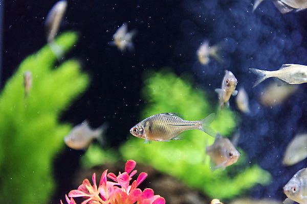 포토 JPG 여러마리 실내 어류 근접촬영 사람없음 수조 어항 민물고기 토종 흰줄납줄개 국내포토 뷰포인트 다수 내부 수중동물 파일형식